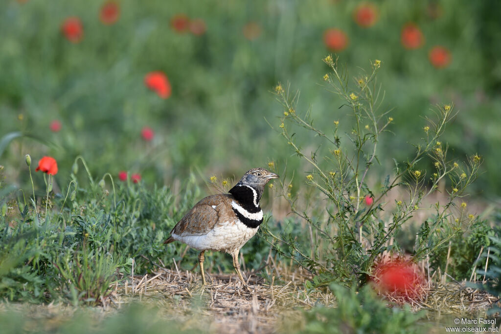 Outarde canepetière mâle adulte nuptial, identification