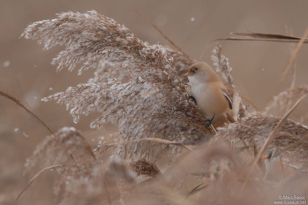 Bearded Reedling female adult post breeding