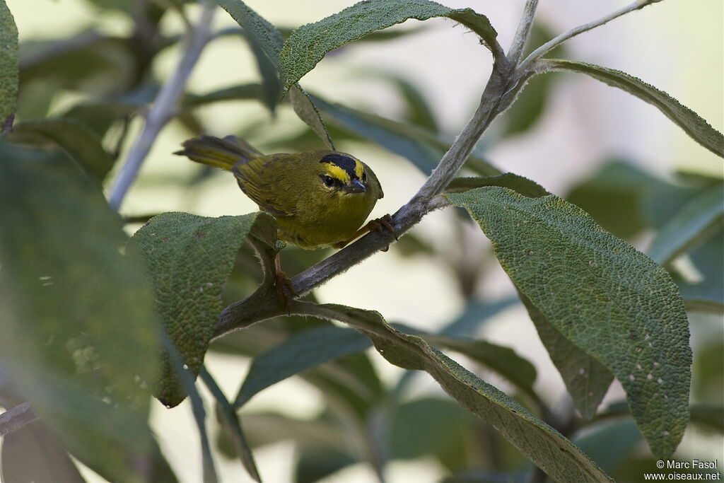 Paruline à cimier noiradulte, identification, Comportement