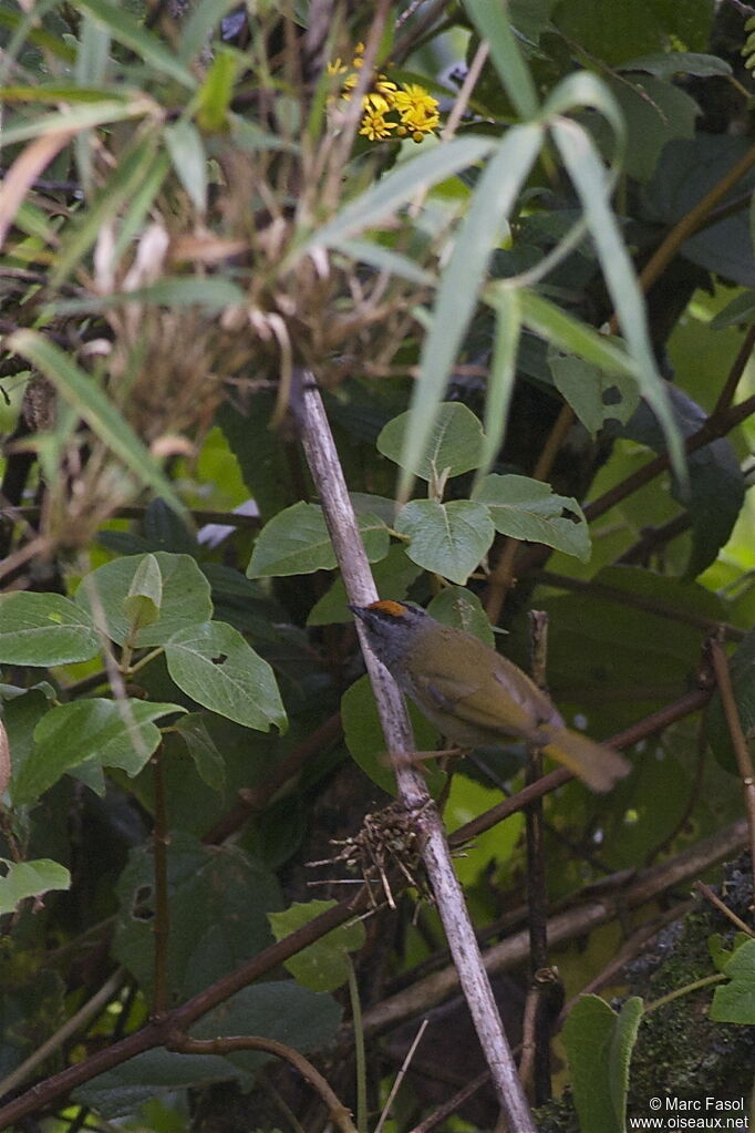 Russet-crowned Warbleradult, identification
