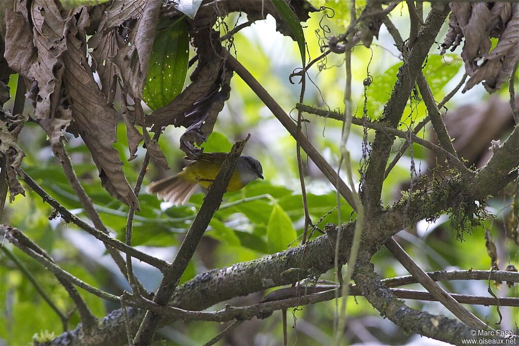 Russet-crowned Warbleradult, identification