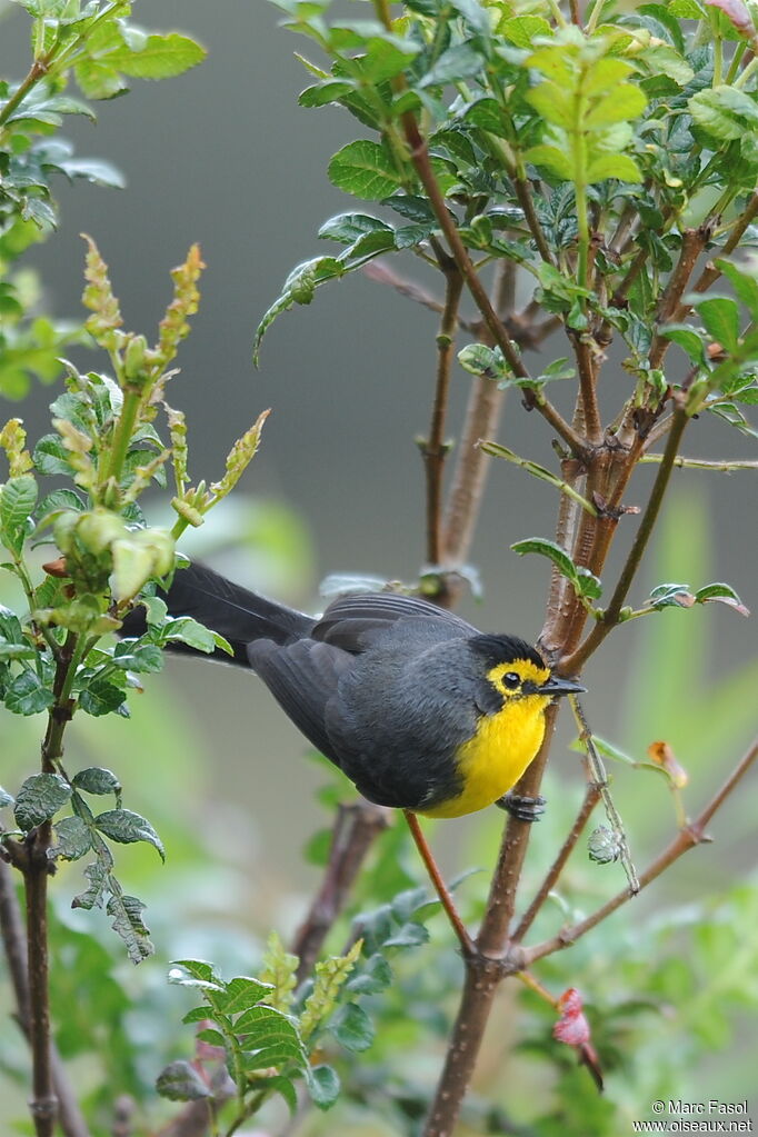 Spectacled Whitestartadult breeding, Behaviour