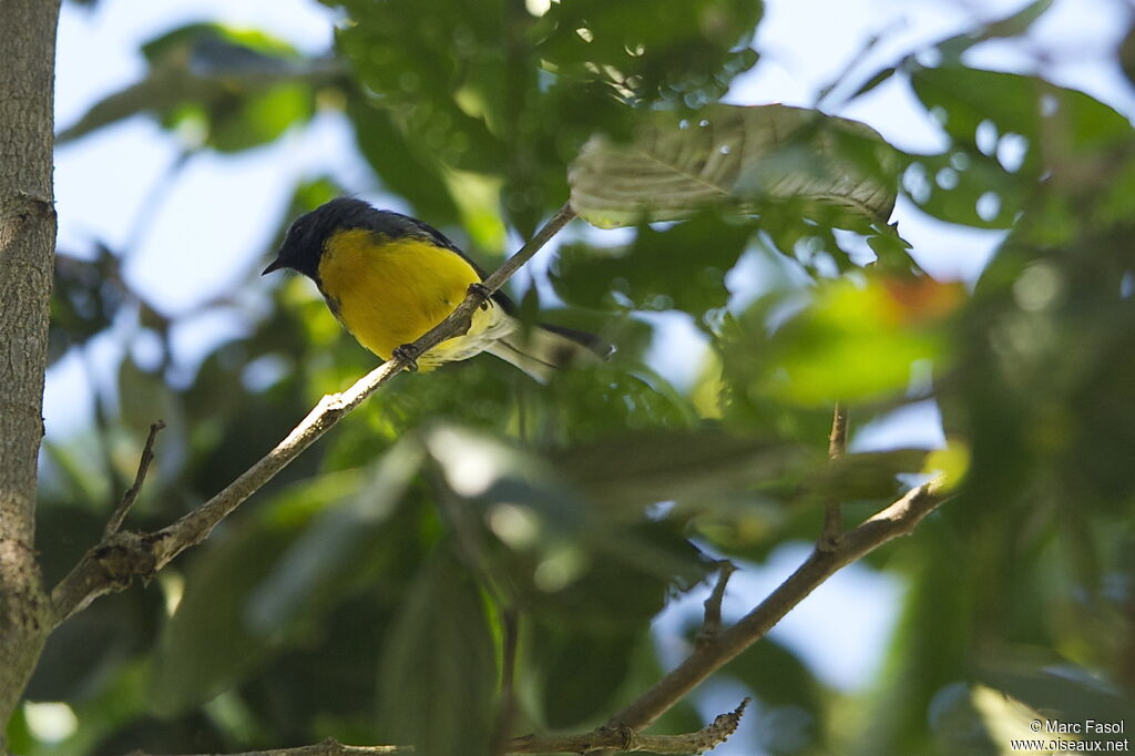 Slate-throated Whitestartadult, identification
