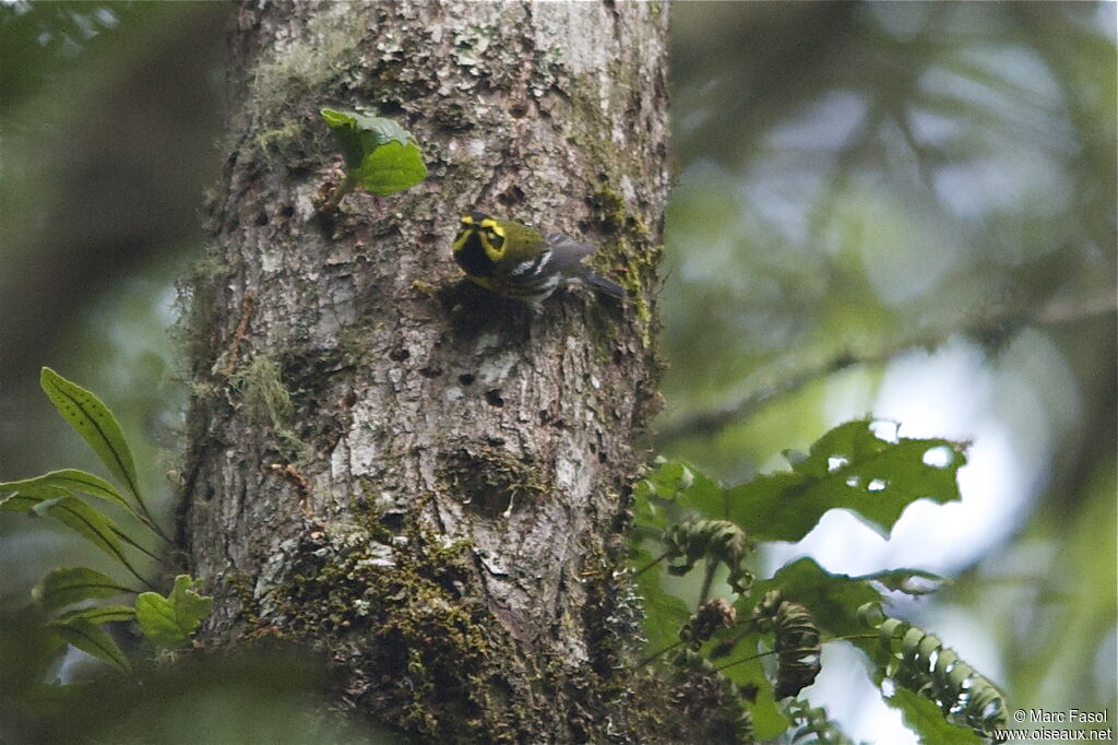 Townsend's Warbler male adult breeding, identification