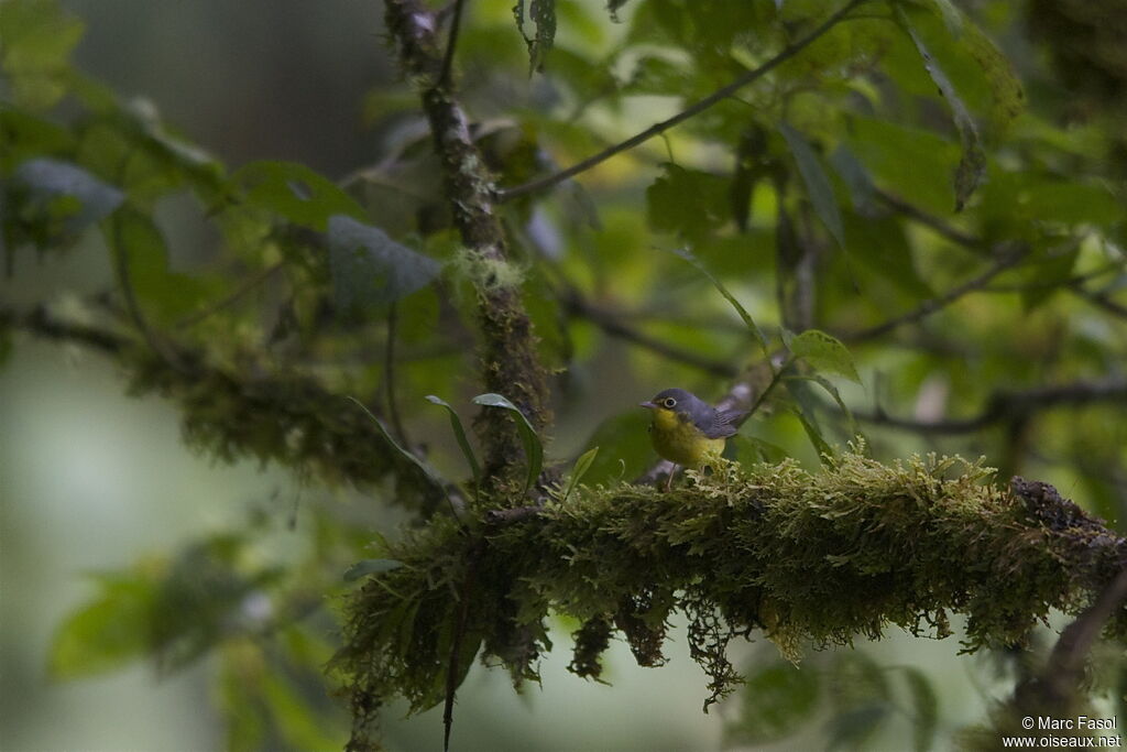 Canada Warbler female adult, identification