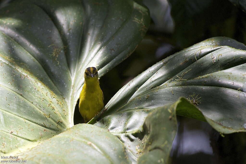 Paruline du Chocóadulte, identification