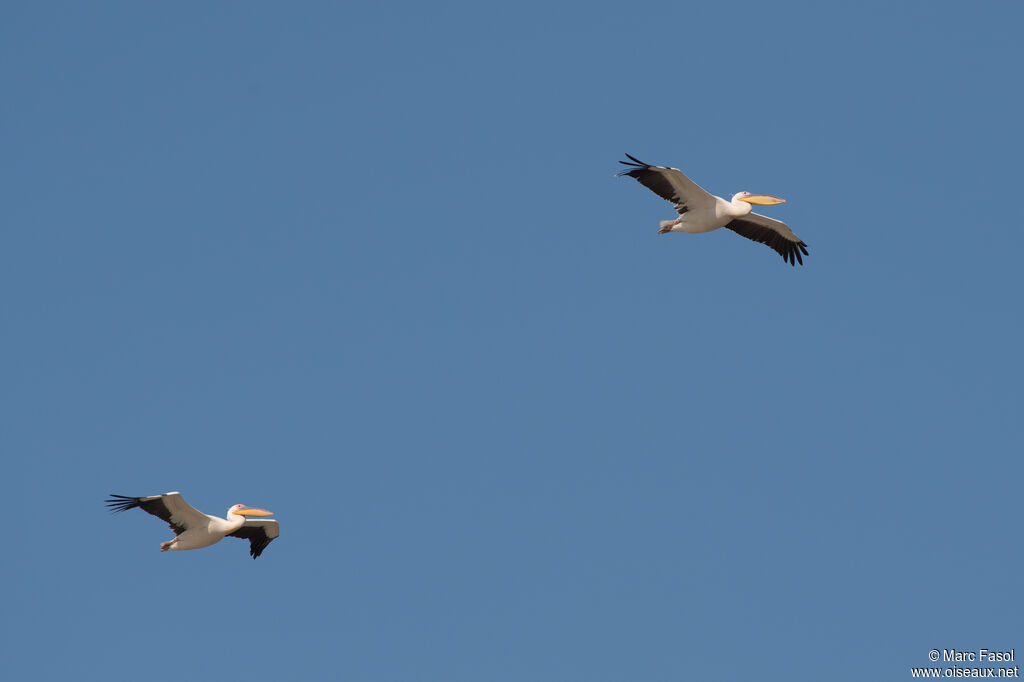Great White Pelican, Flight