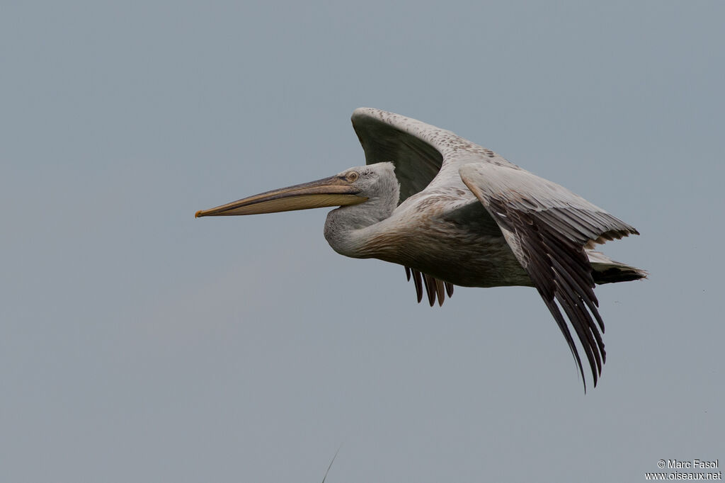 Dalmatian Pelicanadult, Flight