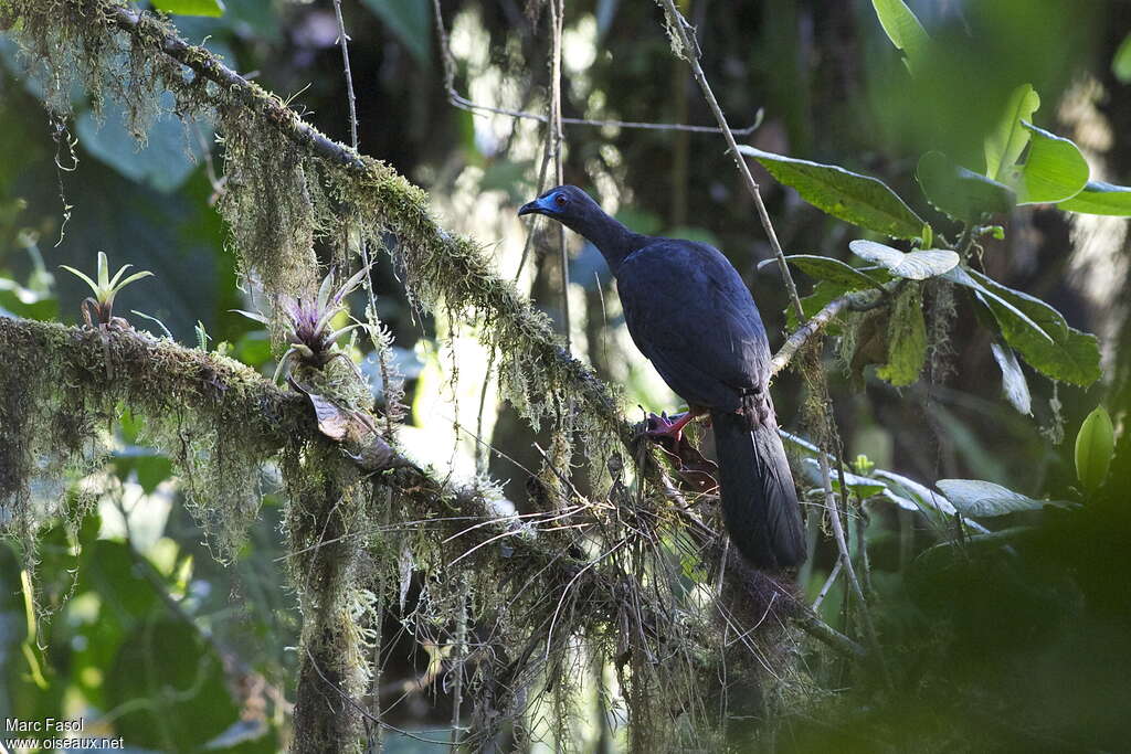 Sickle-winged Guanadult, habitat