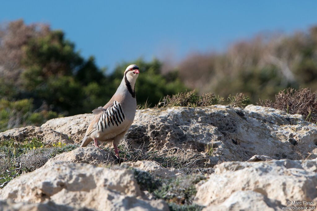 Perdrix choukar mâle adulte, identification, chant