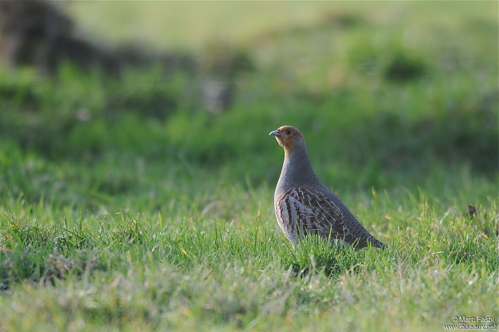 Perdrix grise, identification