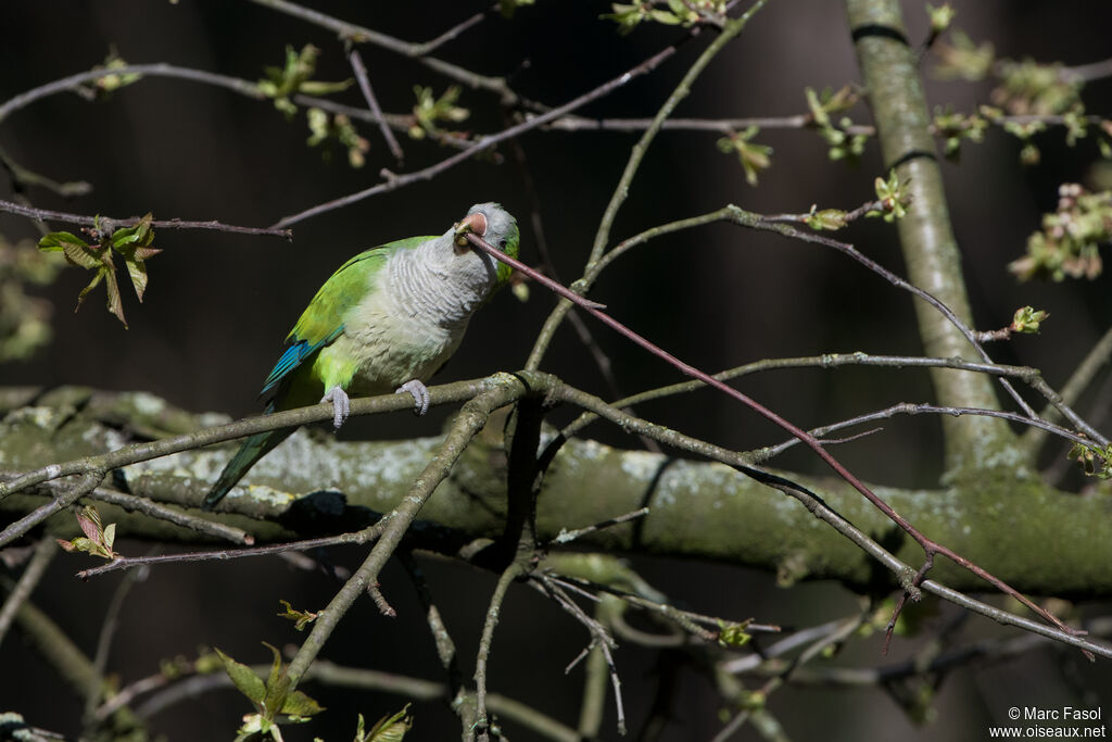 Perriche veuveadulte, identification, Nidification