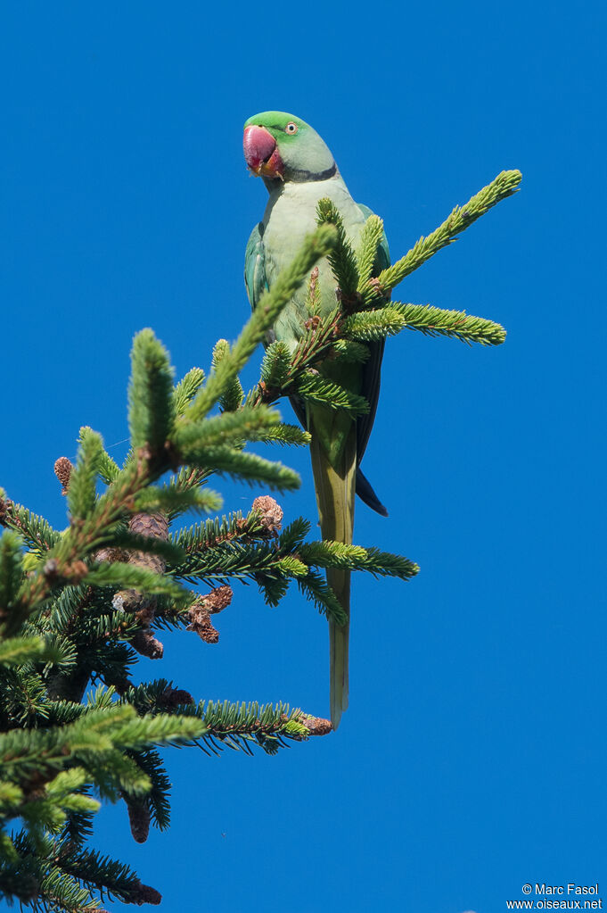 Perruche alexandreadulte nuptial, identification, mange