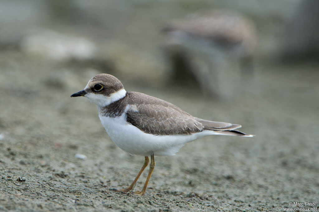 Little Ringed Ploverimmature, identification