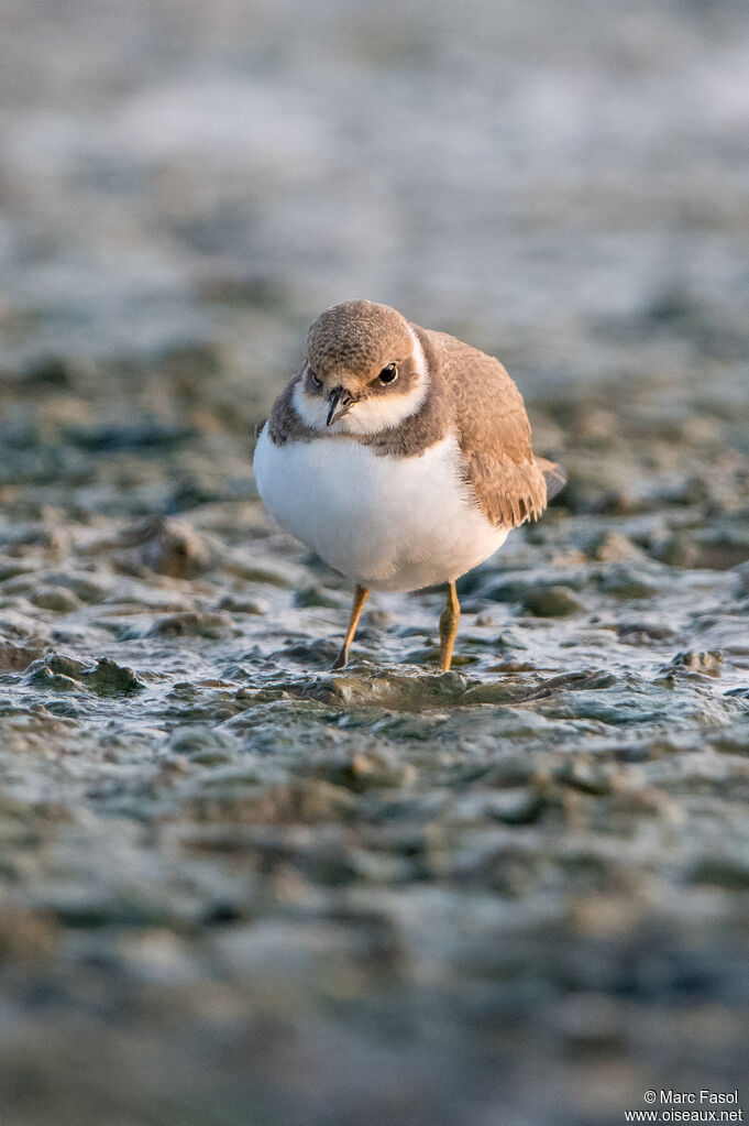 Little Ringed Ploverjuvenile, habitat