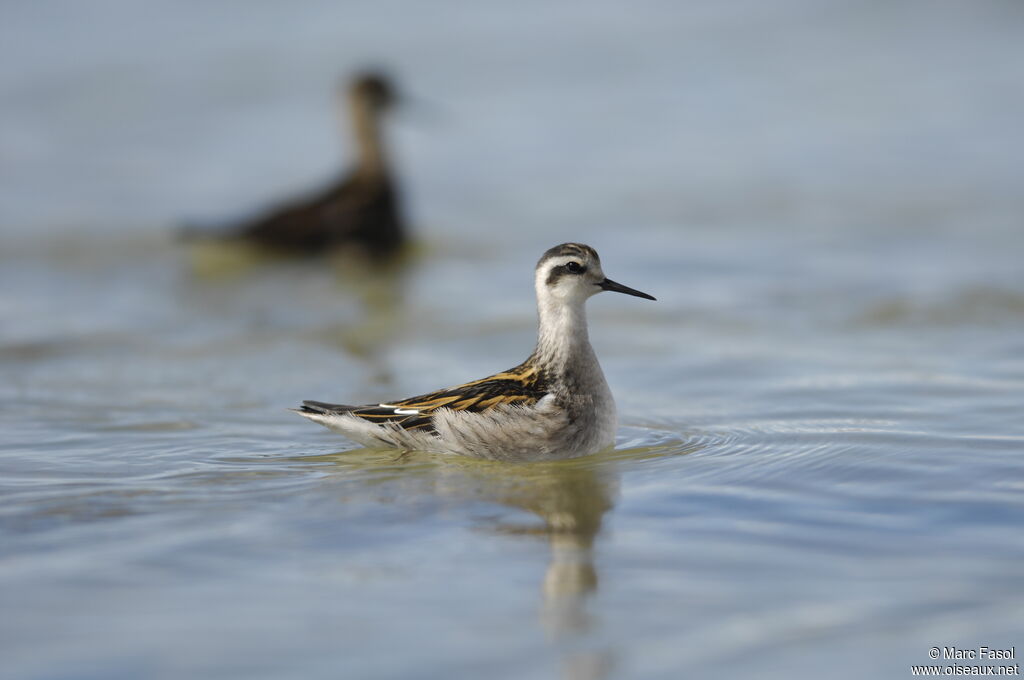 Phalarope à bec étroit1ère année, identification