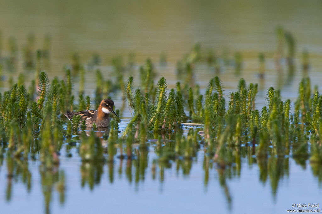 Phalarope à bec étroit mâle adulte nuptial, habitat, nage