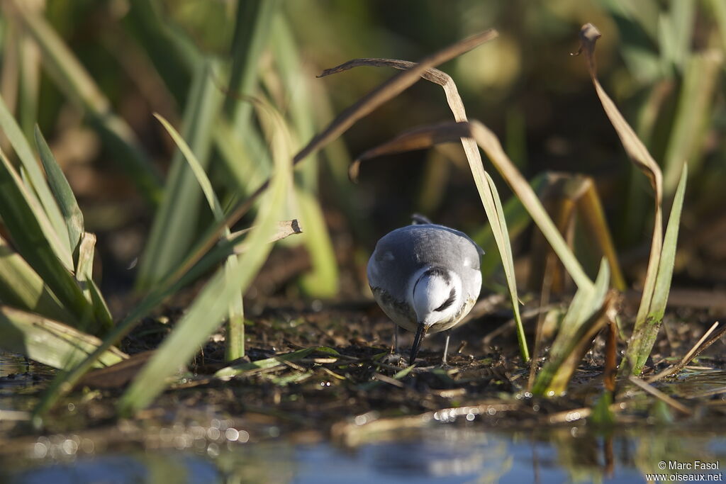 Phalarope à bec largeadulte internuptial, identification, Comportement