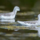 Phalarope de Wilson