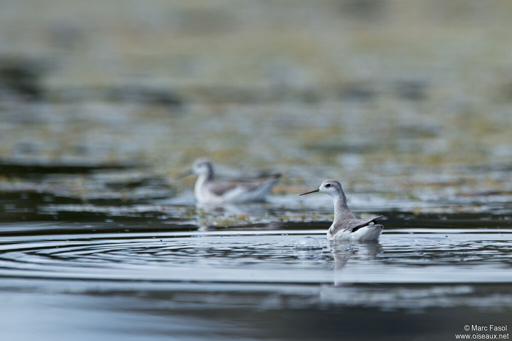 Phalarope de Wilsonadulte internuptial, identification