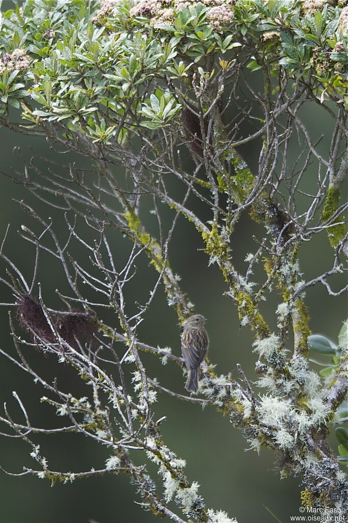 Plumbeous Sierra Finch female adult, identification