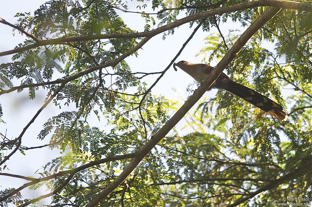 Squirrel Cuckooadult, identification, feeding habits