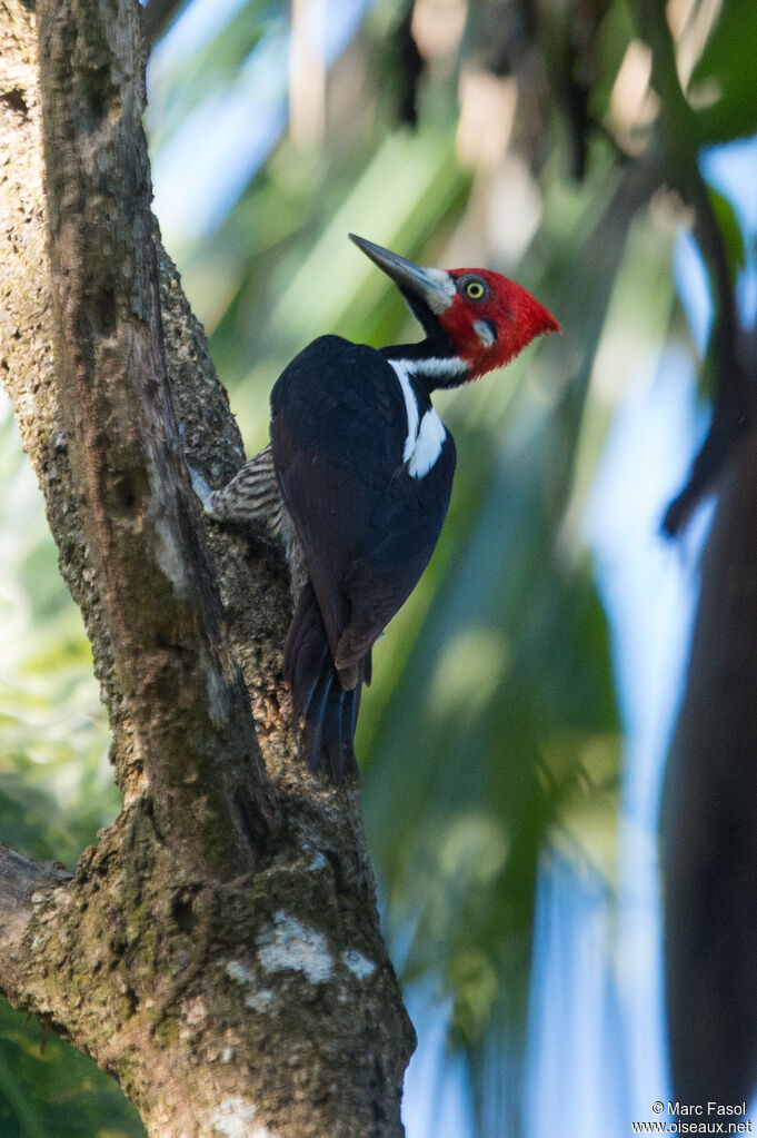 Crimson-crested Woodpecker male adult, identification