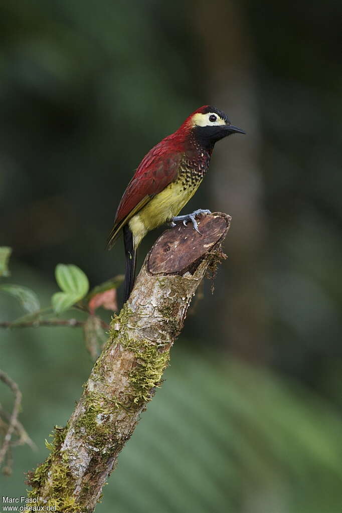 Pic de Rivoli femelle adulte, identification