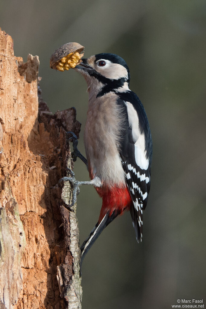 Pic épeiche femelle adulte, identification, mange