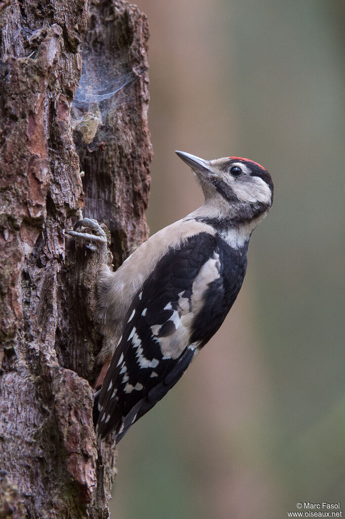 Pic épeichejuvénile, identification