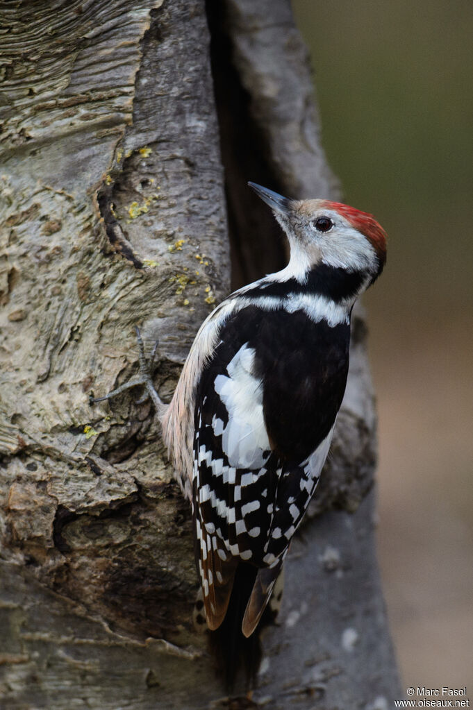 Middle Spotted Woodpecker female adult, identification
