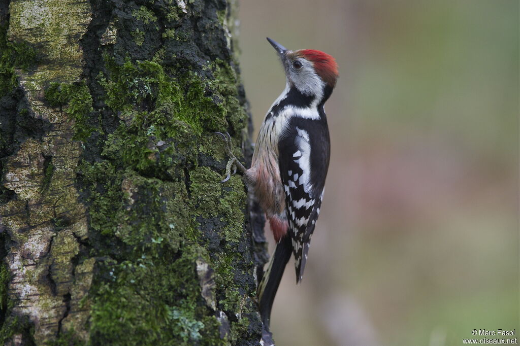 Middle Spotted Woodpecker female adult post breeding, identification, Behaviour