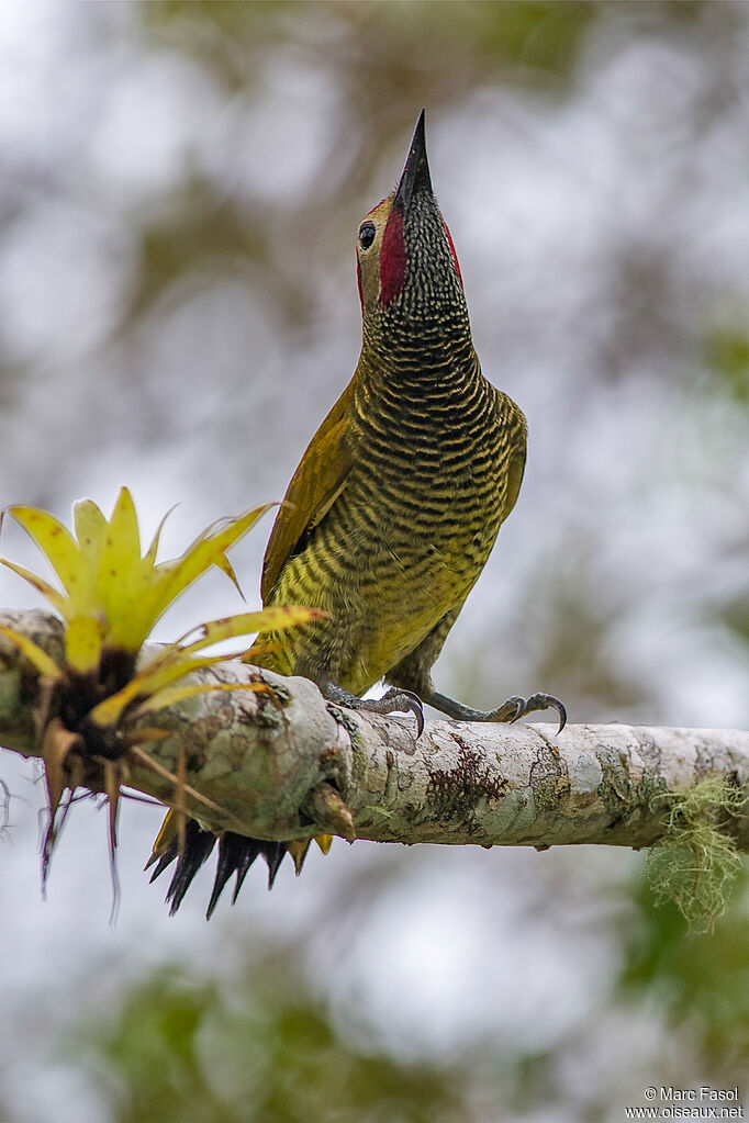 Golden-olive Woodpecker male adult breeding, identification