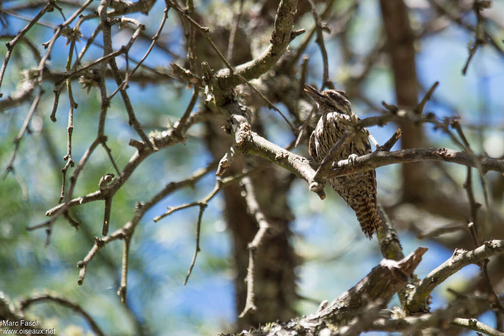 Checkered Woodpecker female adult, identification, eats