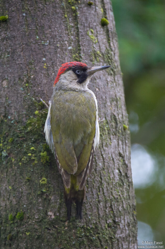 European Green Woodpecker female adult, identification