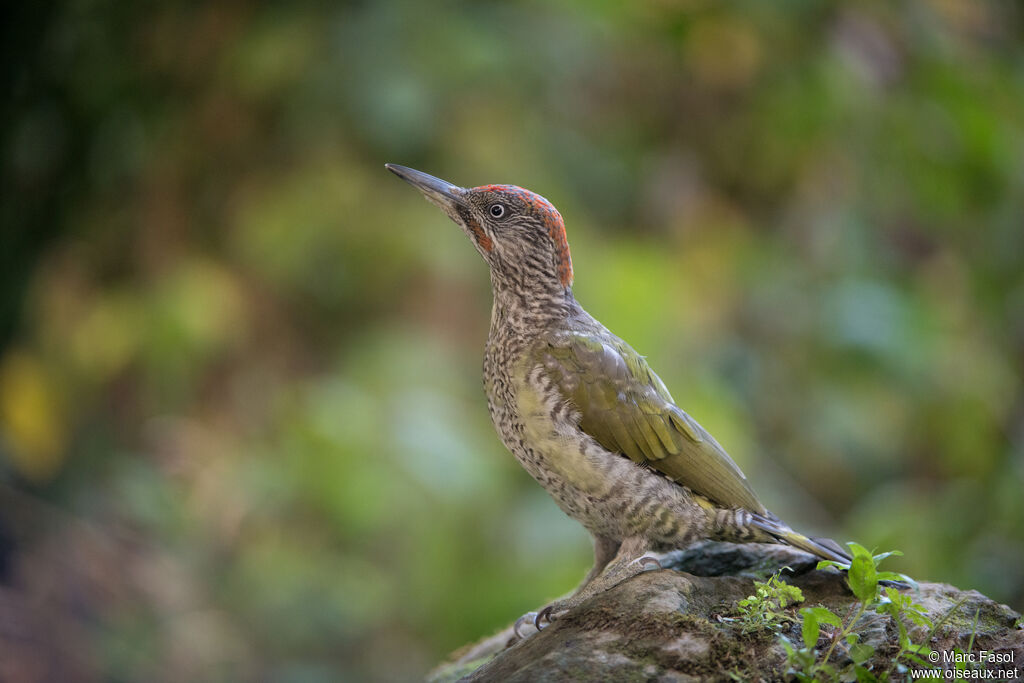 Pic vertimmature, identification, mue