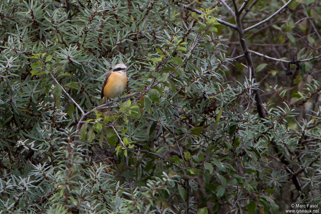 Pie-grièche brune mâle adulte nuptial, identification
