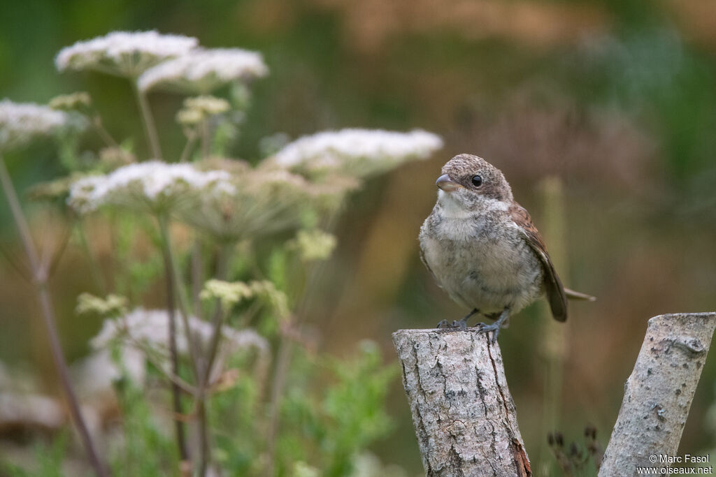 Red-backed Shrike female juvenile, identification