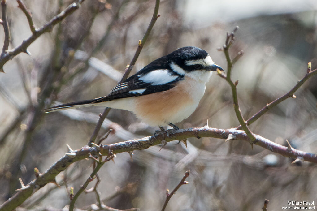 Masked Shrike male adult, identification