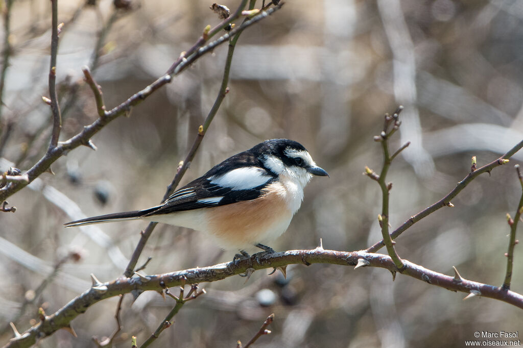 Masked Shrike male adult breeding, identification