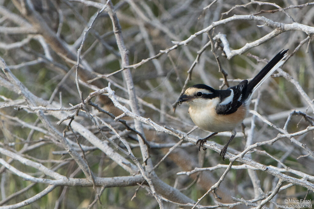 Masked Shrike female adult, identification, feeding habits, fishing/hunting
