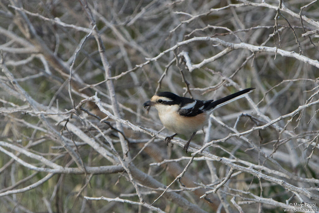 Masked Shrike female adult breeding, identification, feeding habits, fishing/hunting