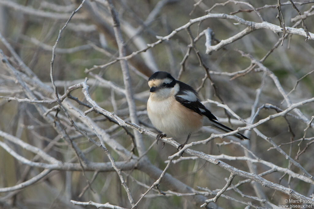 Masked Shrike female adult, identification