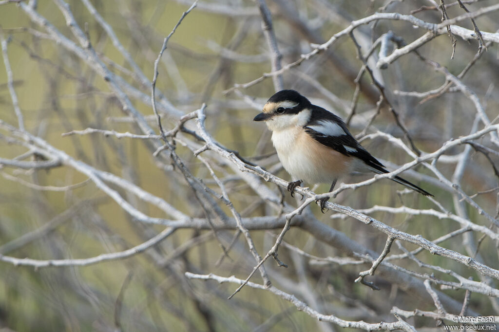Masked Shrike female adult, identification