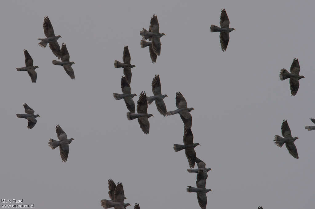 Pigeon à queue barrée, Vol