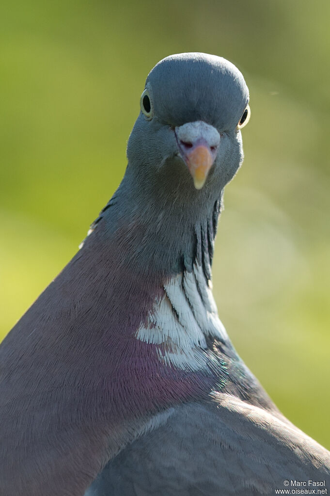 Pigeon ramier, portrait