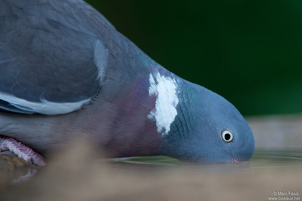 Pigeon ramieradulte, boit