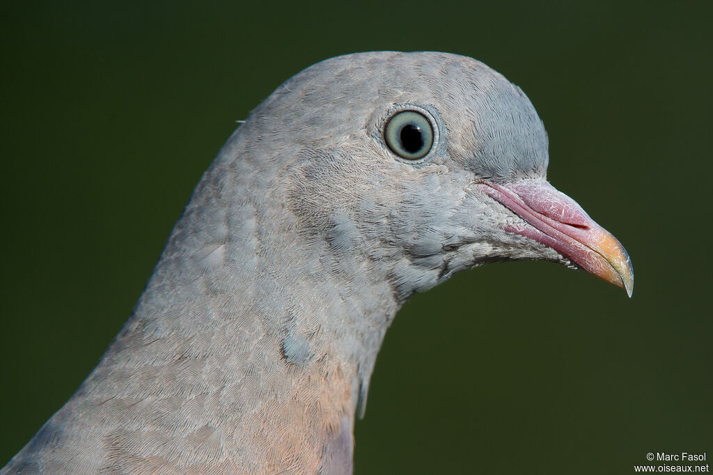 Pigeon ramierjuvénile, portrait