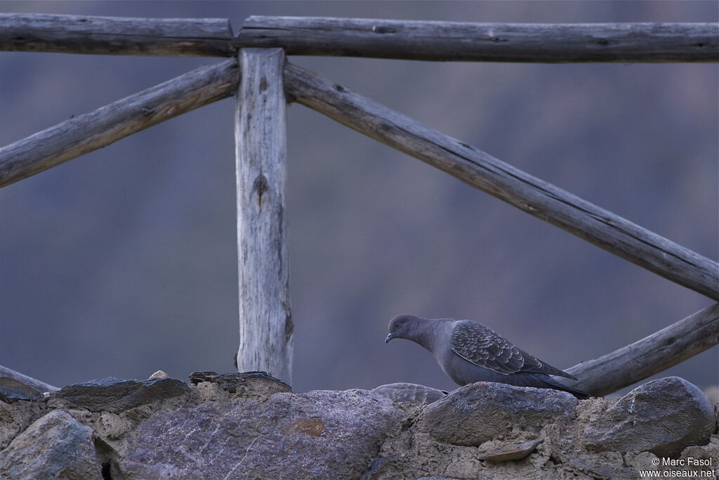 Spot-winged Pigeonadult, identification