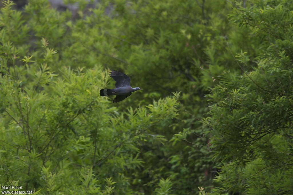 Pigeon trocazadulte nuptial, Vol